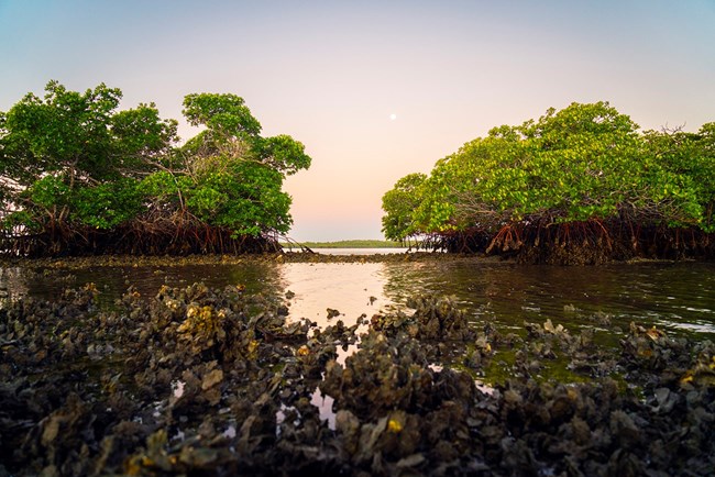 two patches of mangrove trees sit on oyster bars in a wetland area