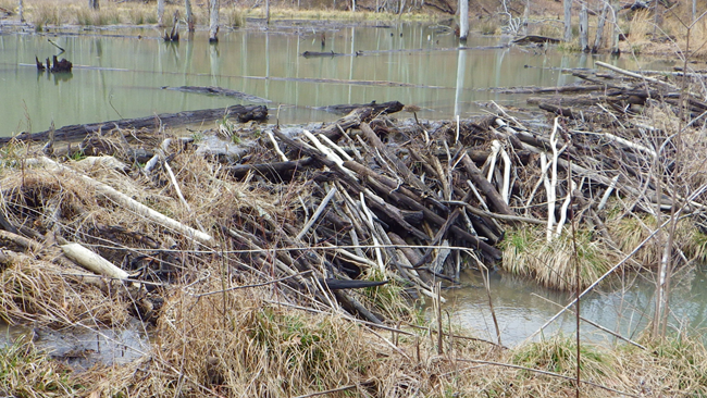 a beaver dam formed of mud and logs