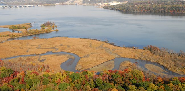 a wetland area along a shoreline in an urban area during the fall