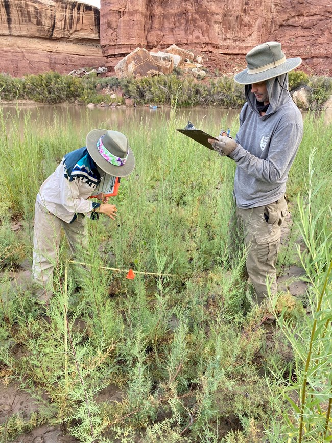 Researchers monitoring riparian vegetation near the river.