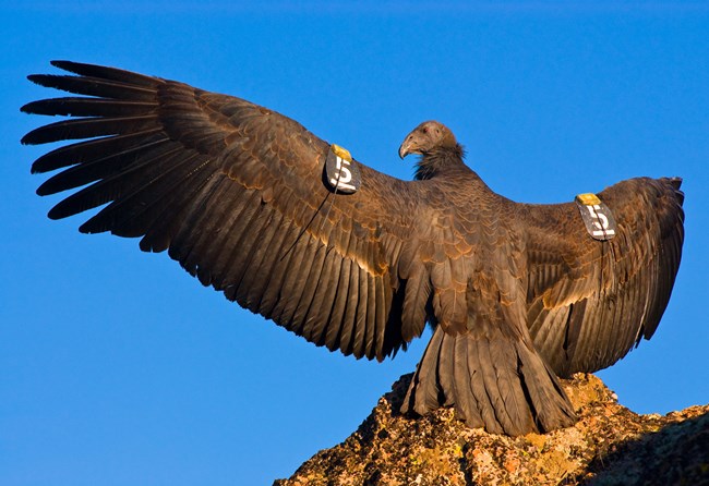 California condor with research tags