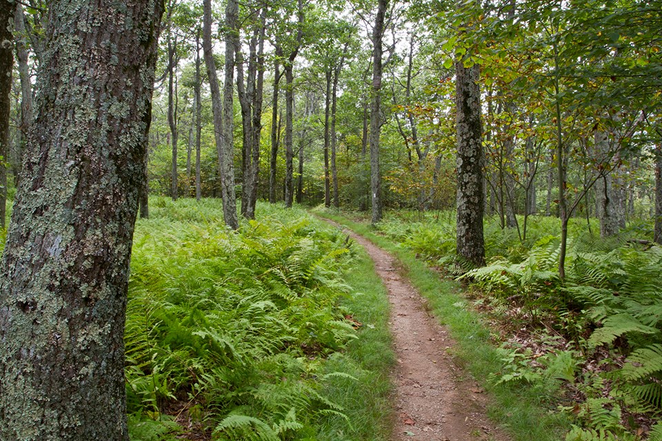 A trail winds through leafy trees and ferns.