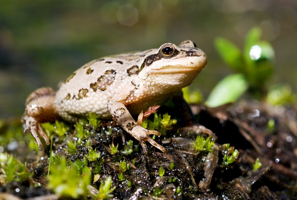 Effects of Rotenone on Amphibians and Macroinvertebrates in Yellowstone