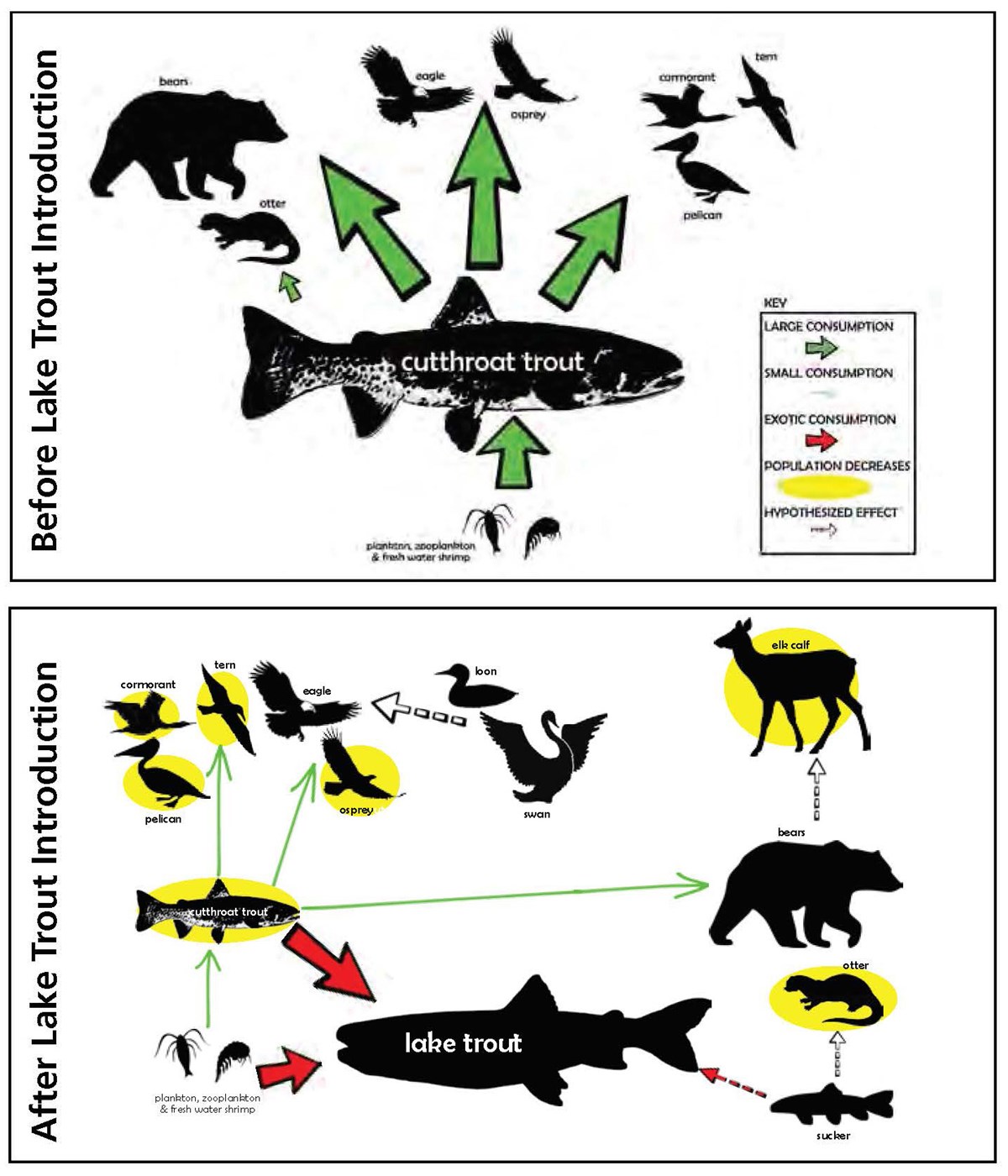 Nonnative Lake Trout Induce Cascading Changes in the Yellowstone Lake