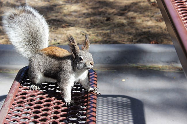 an Aberts squirrel sitting on a picnic table bench