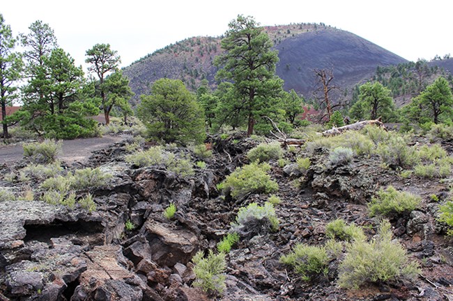 a large crack in the earth is surrounded by struggling vegetation with a volcano in the background