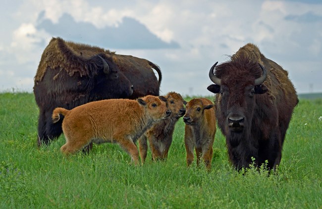 Two bison and three calves stand in a green prairie
