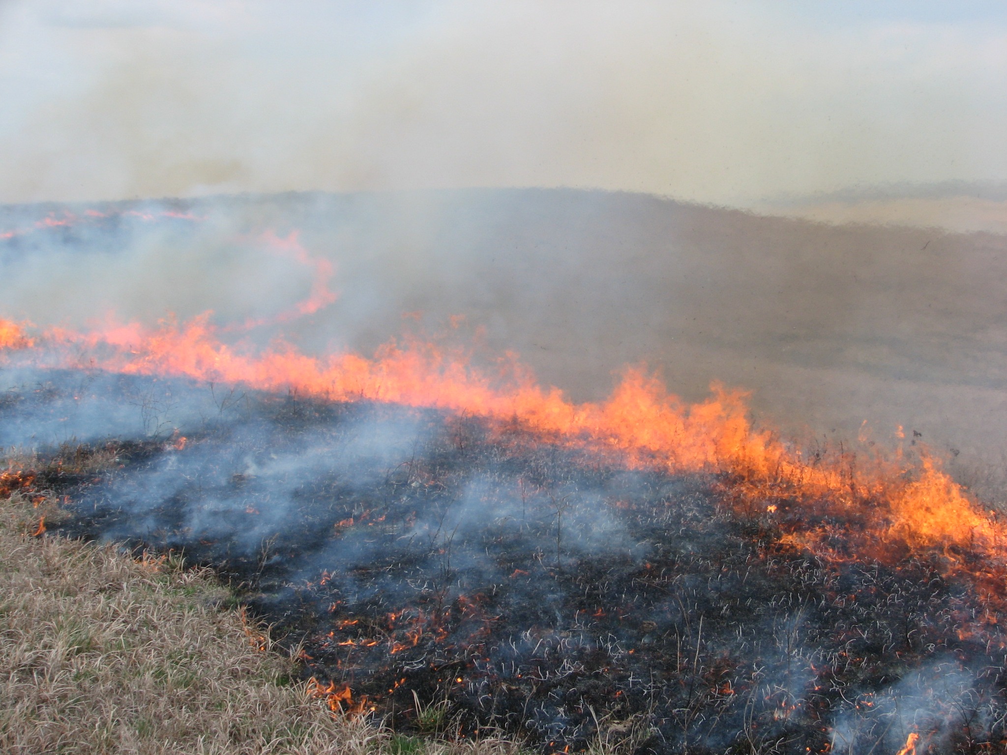NPS Photo: Prescribed fire burning off the tallgrass prairie grasses, showing flames and smoke.