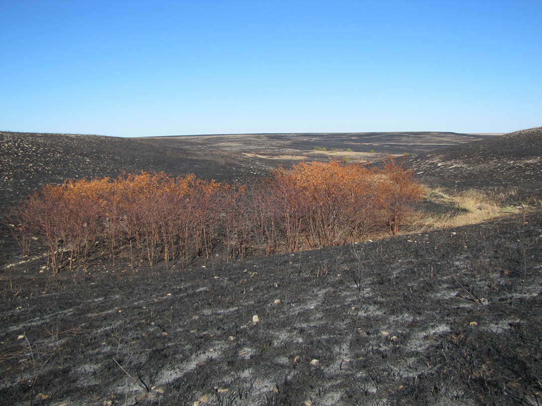 Fall prescribed fire helps rid the prairie of woody species. Photo showing blackened prairie and dead woody plants after the fire.