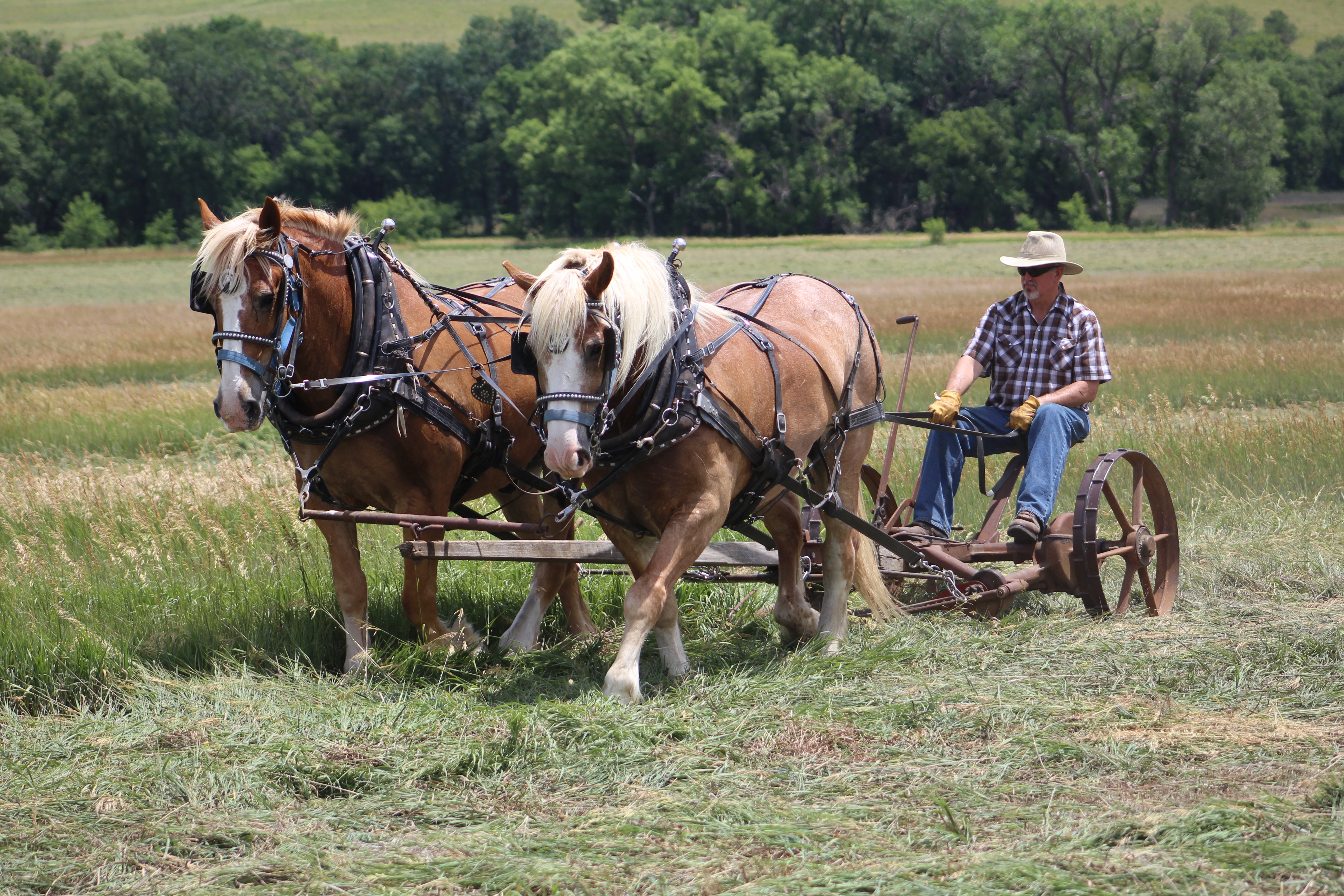 Draft horses cutting hay in the bottomland field
