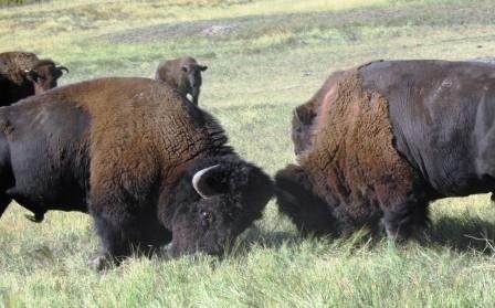 bison bulls clashing
