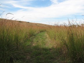 Fox Creek Trail with 6' tall grasses