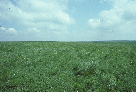 Green prairie under puffy cloud.