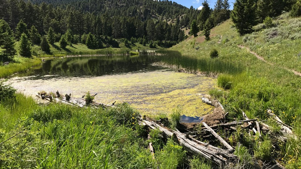A large beaver pond stretches across an alpine meadow.