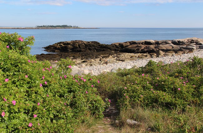 Path to coast from Blueberry Hill parking lot.