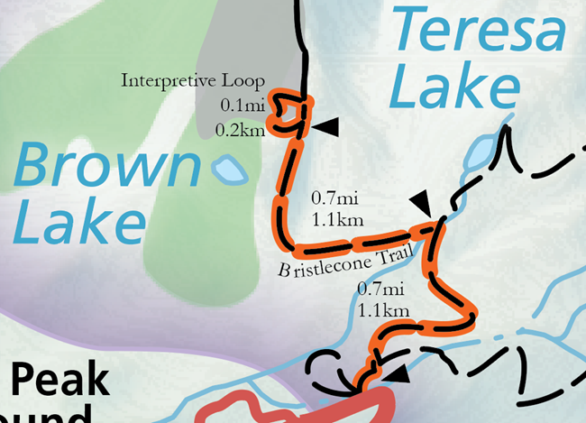 A color image of a selection of the official park map. A grey road emerges from the top and connects to an orange highlighted trail labeled "Bristlecone Trail."