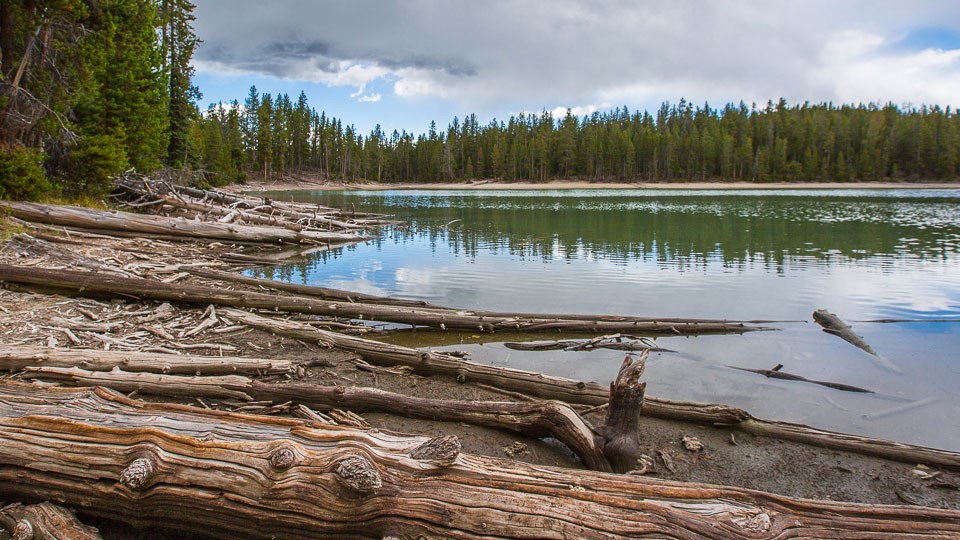Logs litter the shore of a lake surrounded by a conifer forest.