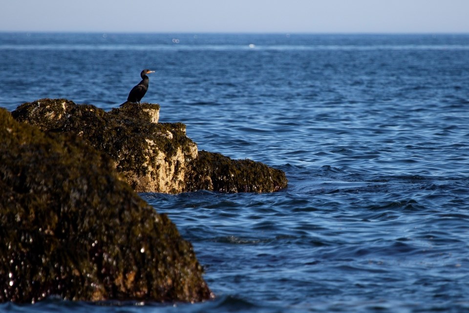 large black bird with orange throat perched on a rock by the ocean