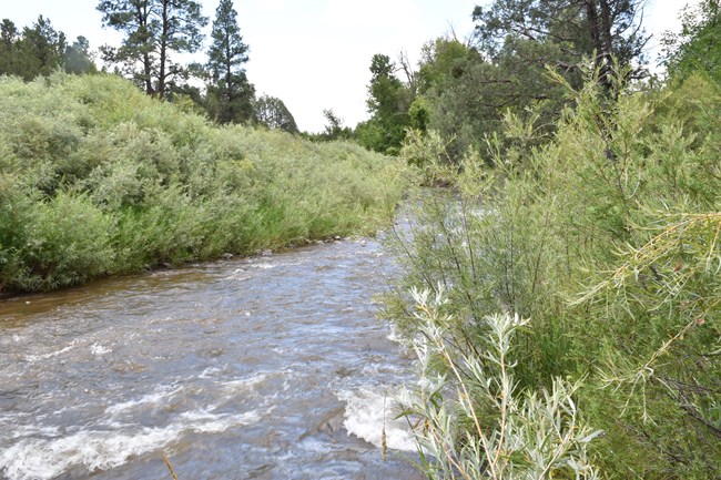 Riverbank with thick vegetation