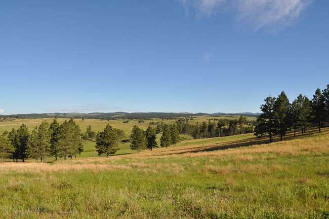 rolling prairie scenery with large stands of pine trees and mountains in the distance