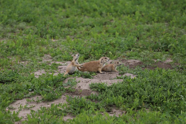 three prairie dogs sitting above a hole in green grasses