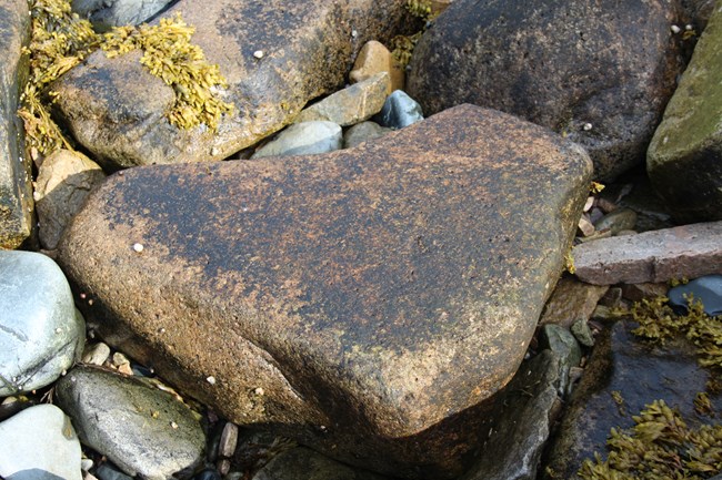 Rock covered with algae