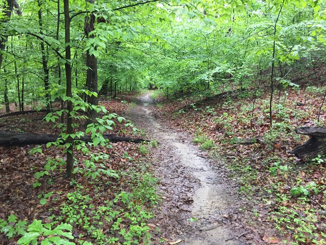 The Crossing Trail leads into the forest on a damp spring day.