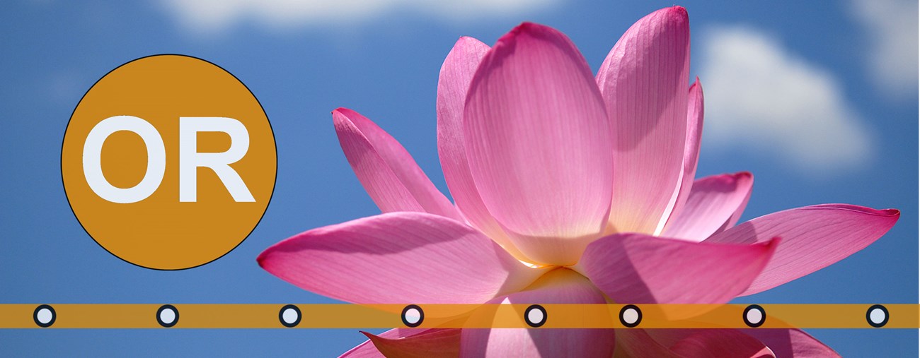 Lotus flower in bloom at Kenilworth Park and Aquatic Gardens.