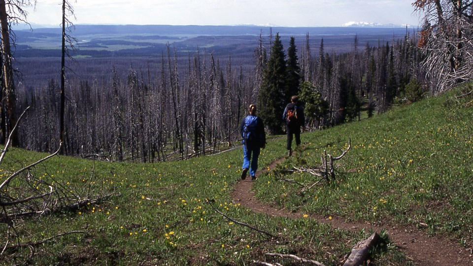 Hikers along a bare ground trail that meanders through an alpine meadow.
