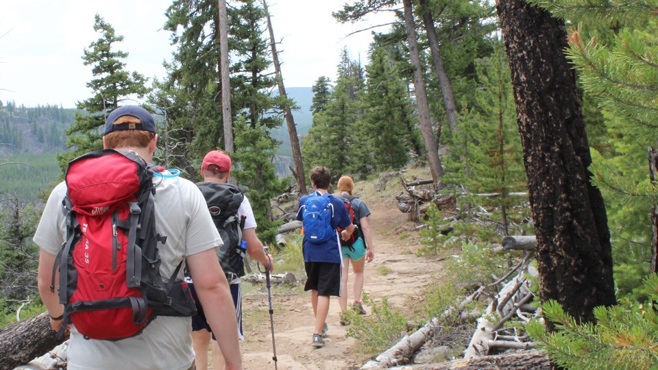 Hikers head through an open forest along a dirt trail that winds across a ridge.