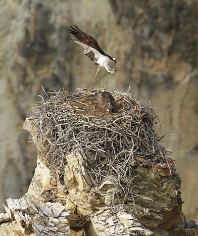 An osprey comes in for a landing next to its mate on their nest.