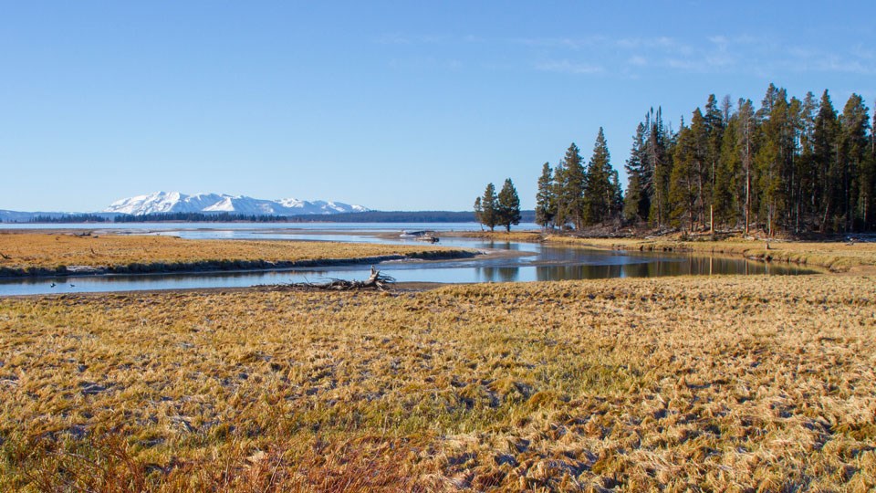 A creek meanders into Yellowstone Lake with mountains in the distance.