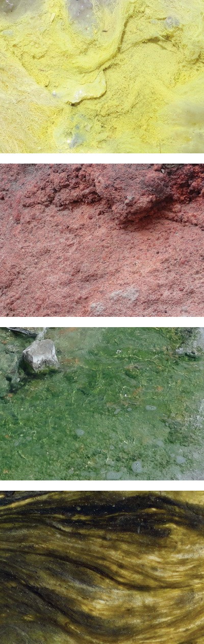 Young, red, green, and blackish-green thermophiles