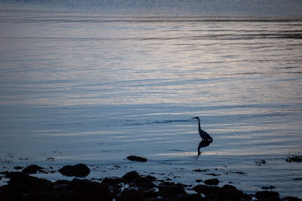 large heron standing in shallow water