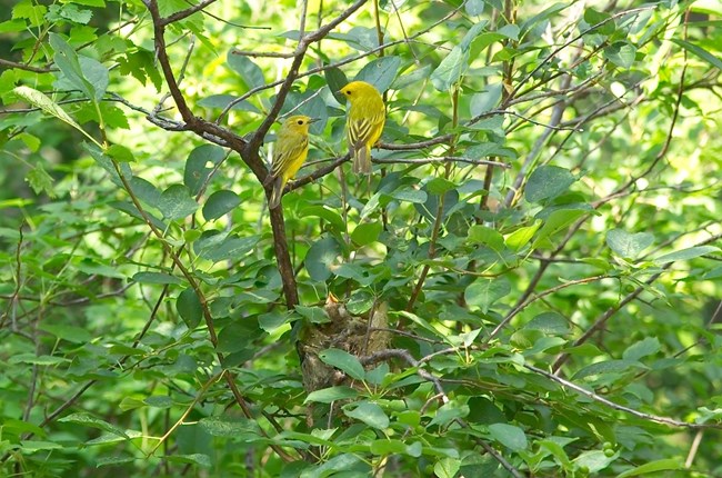 two yellow birds perched in a tree above a nest