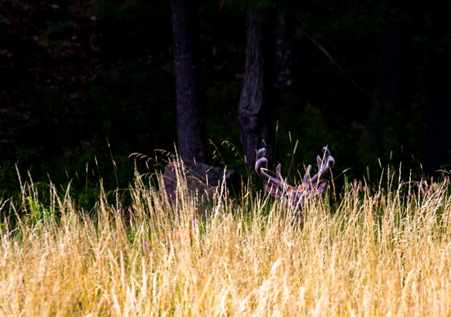 Deer standing in a meadow with its antlers sticking out over tall grass