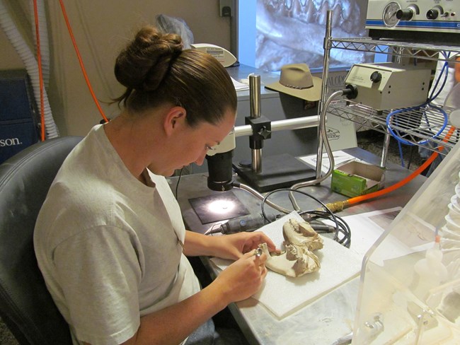 a paleontologist uses bright lights and fine tools to work on a softball-sized fossil skull.