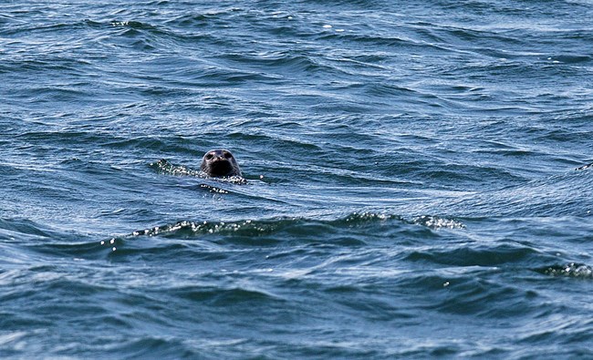 A harbor seal poking its head out of the water