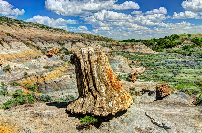 Petrified Wood