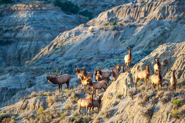 Elk on a butte