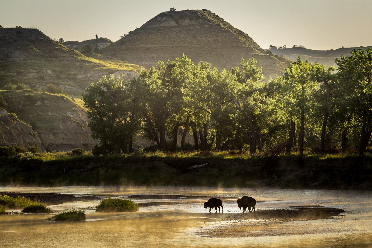 Two bison stand on the water in front of trees and buttes