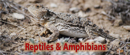 Short-horned lizard