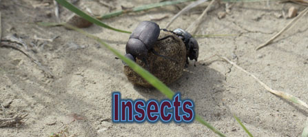 Two dung beetles rolling dung