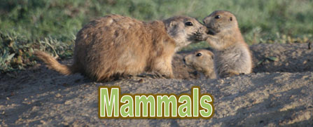 Prairie dogs "kissing"