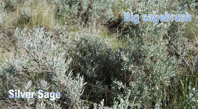 Silver sage and big sagebrush together