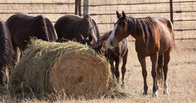 Four brown horses and one brown colt gathered around a haybale, eating grass and hay.