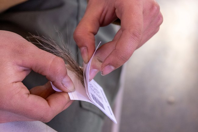 Two hands hold open a white envelope with barcode printed on the outside. Brown coarse horsehair is poking out from envelope.