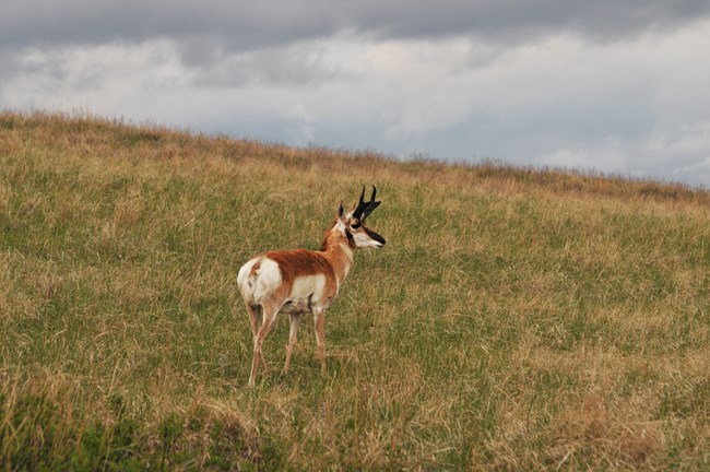 A pronghorn stands in a green field.