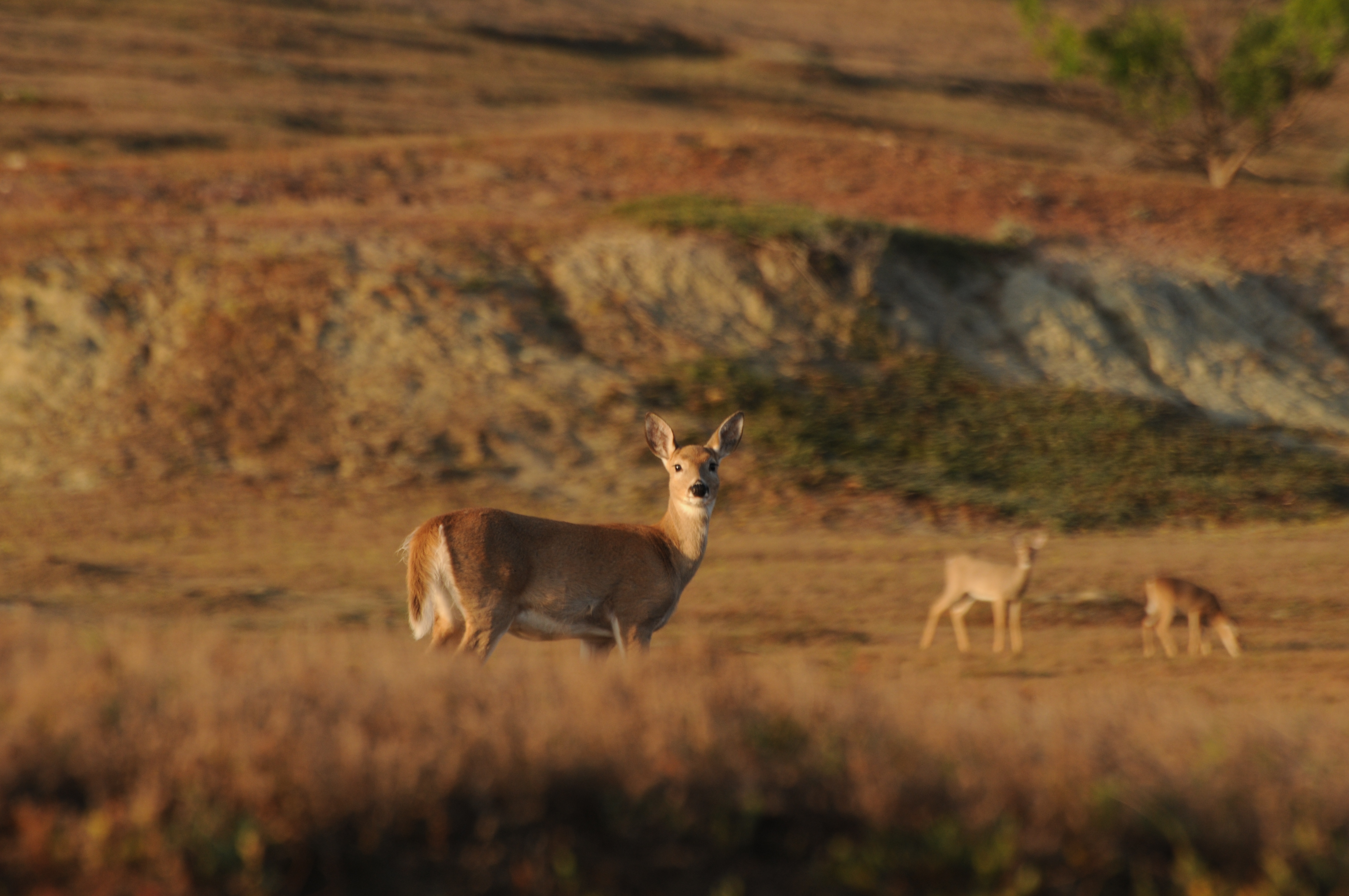 White-tailed deer on the prairie.