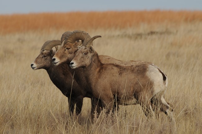 Three bighorn sheep stand in a grassland.